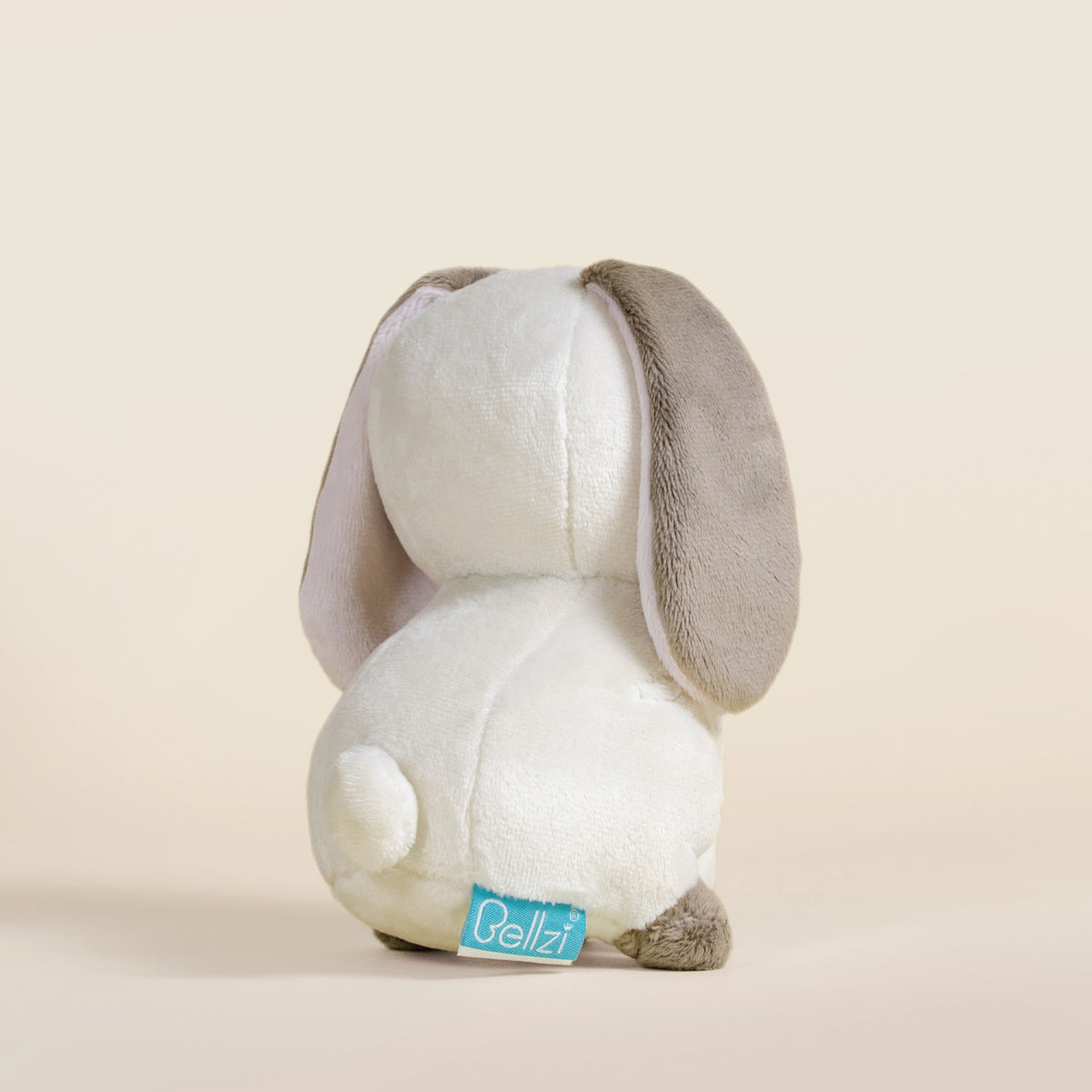 Mini Lop Bunni the Lop Rabbit