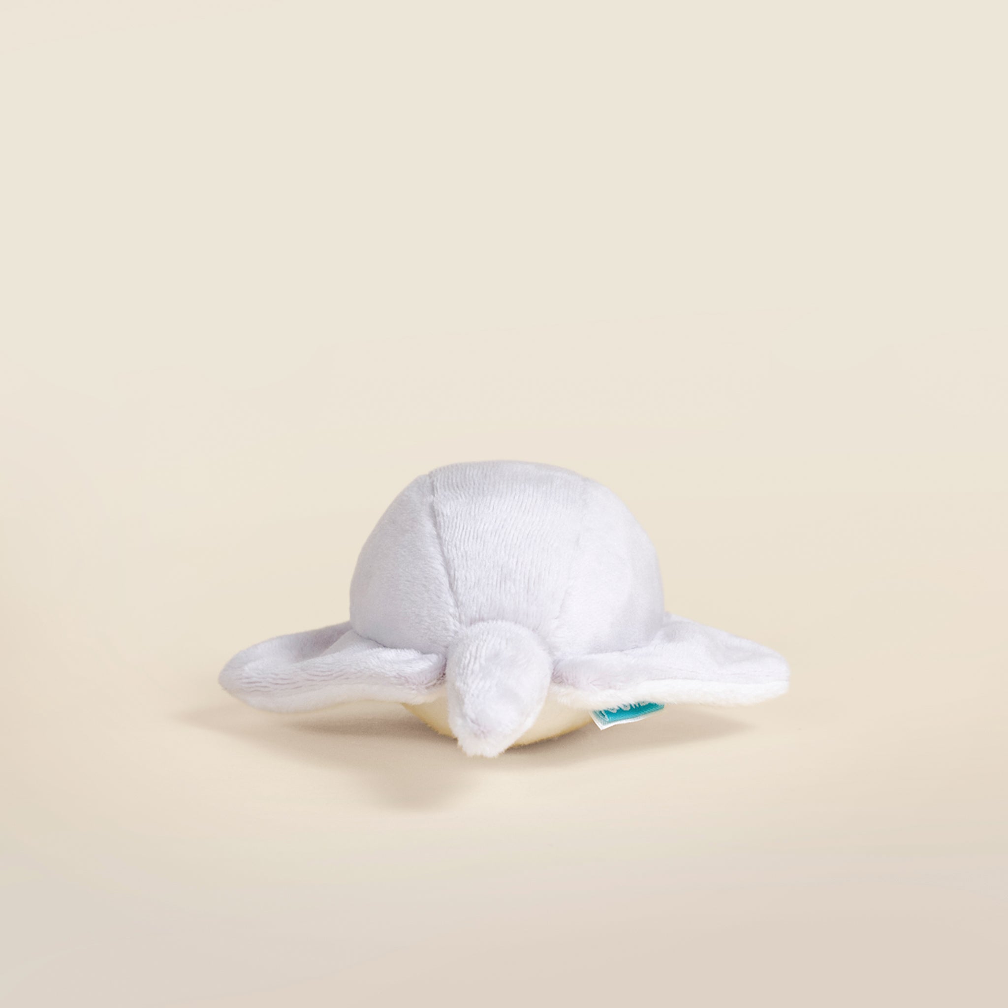 Mini Stingi the Sting Ray