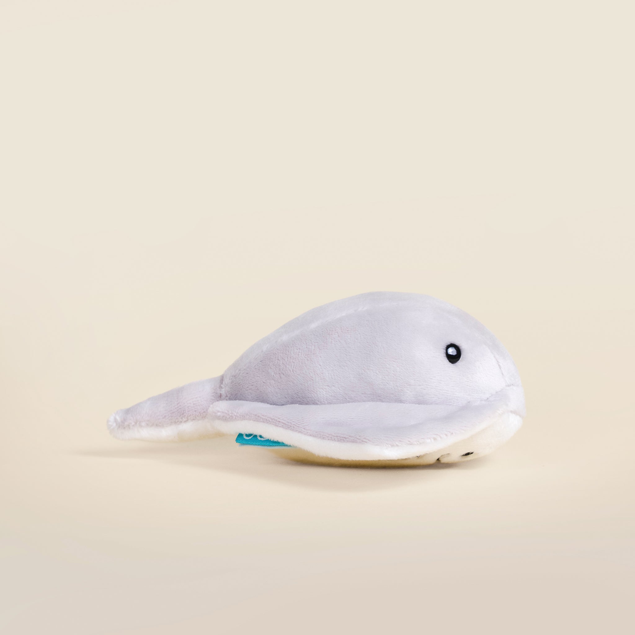 Mini Stingi the Sting Ray
