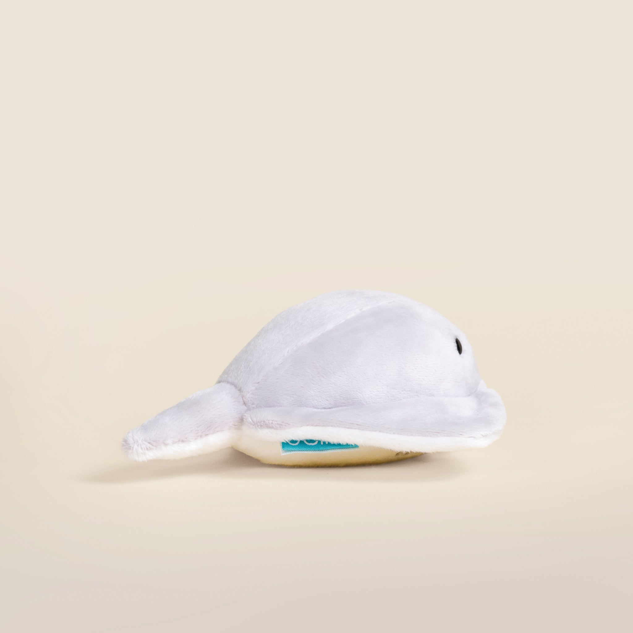 Mini Stingi the Sting Ray