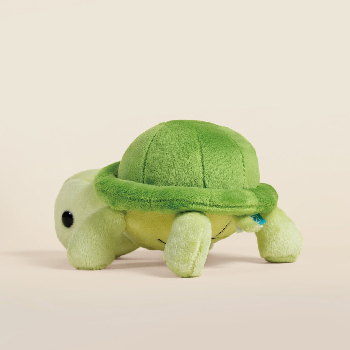 Mini Torti the Tortoise