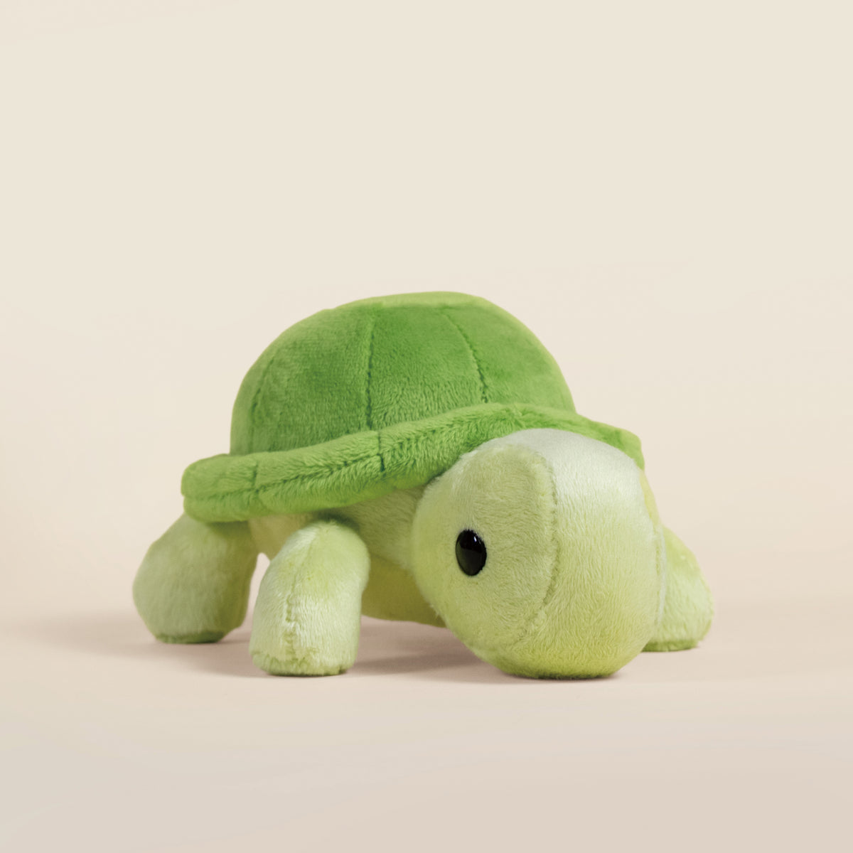 Mini Torti the Tortoise